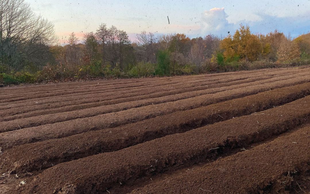 Les premières planches permanentes