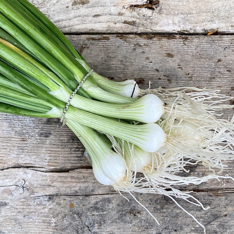Oignons blanc nouveaux