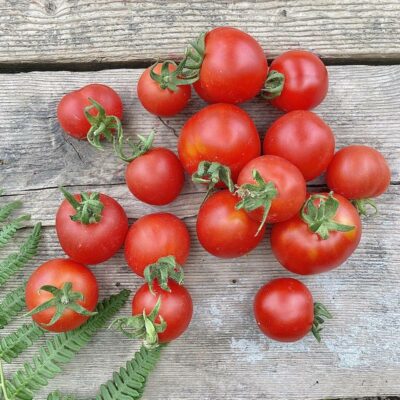 Tomates rondes