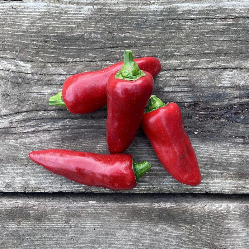 Piment type Espelette