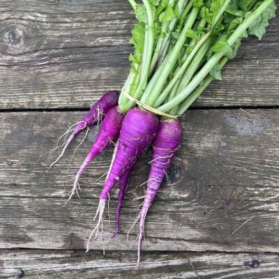 Radis « Bleu d'Automne »