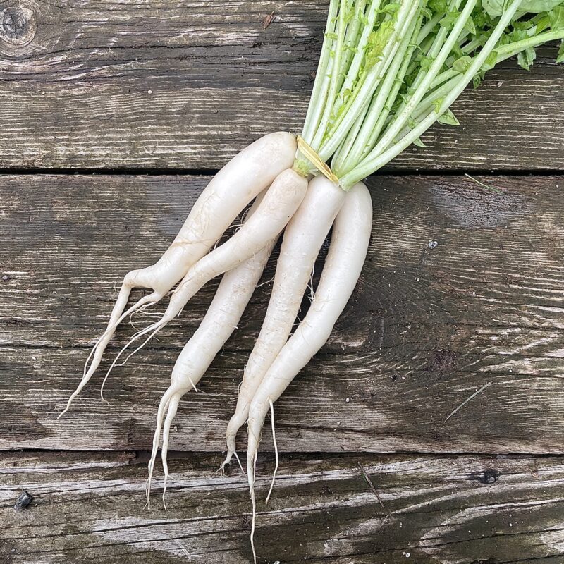 Radis Daïkon