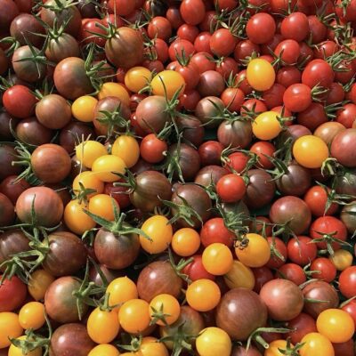 Tomates cerises (1kg)