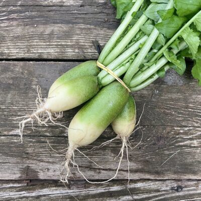 Radis "Green meat"