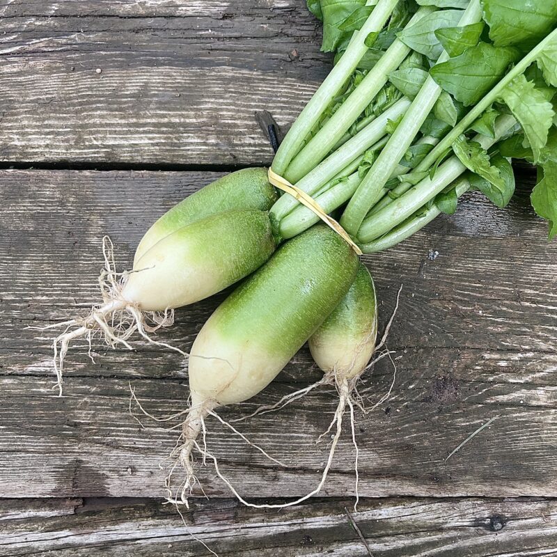 Radis "Green meat"