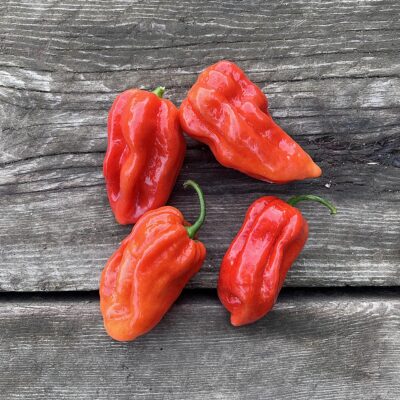 Piment "Habanero"