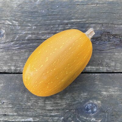 Courge Spaghetti « Orangetti »