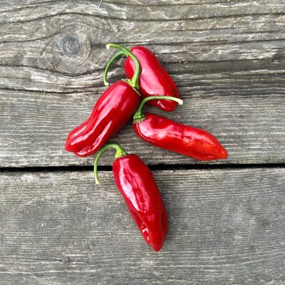 Piment Végétarien