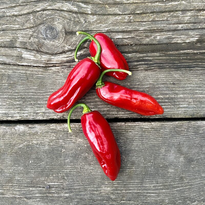 Piment Végétarien