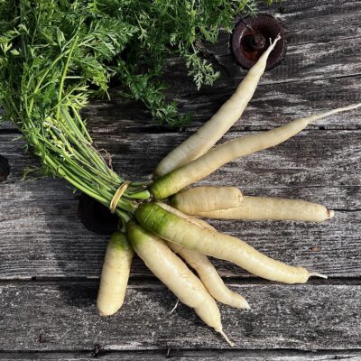Carottes nouvelles blanches