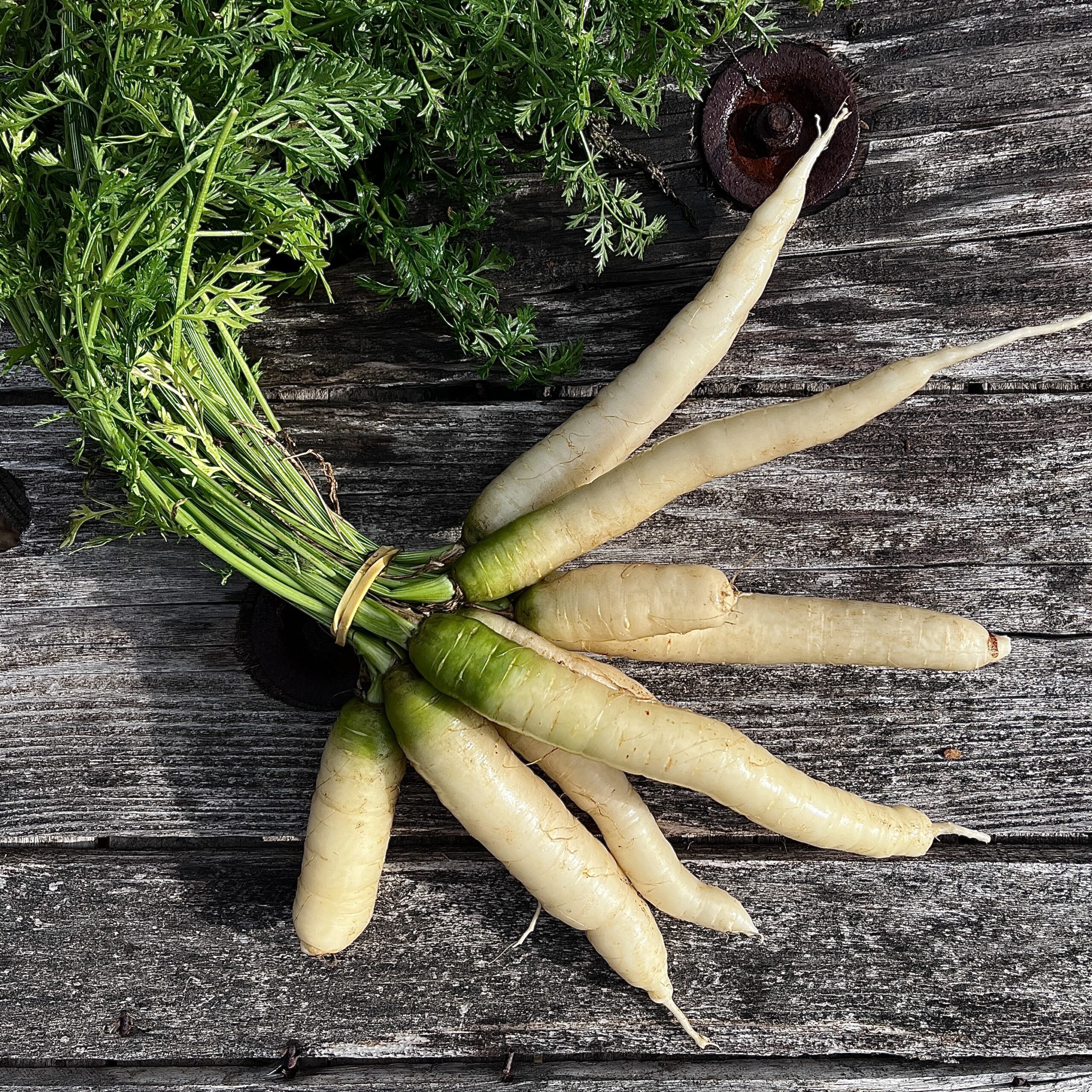 Carottes nouvelles blanches